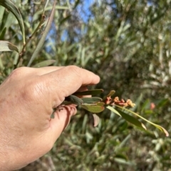 Daviesia mimosoides subsp. mimosoides at Paddys River, ACT - 7 Jul 2023