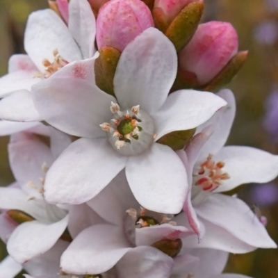 Philotheca buxifolia (Boxleaf Waxflower) at Morton National Park - 2 Oct 2022 by RobG1