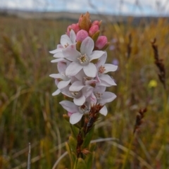 Philotheca buxifolia at Sassafras, NSW - suppressed