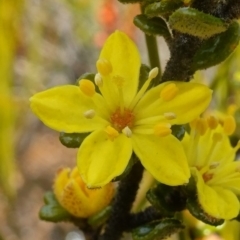 Asterolasia trymalioides subsp. areniticola (Alpine Star Bush) at Sassafras, NSW - 2 Oct 2022 by RobG1