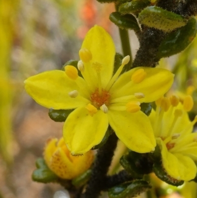 Asterolasia trymalioides subsp. areniticola (Alpine Star Bush) at Morton National Park - 2 Oct 2022 by RobG1