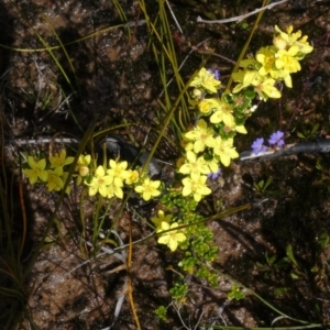 Asterolasia trymalioides subsp. areniticola at Sassafras, NSW - suppressed