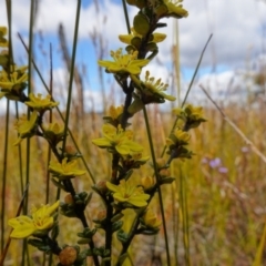 Asterolasia trymalioides subsp. areniticola at Sassafras, NSW - suppressed