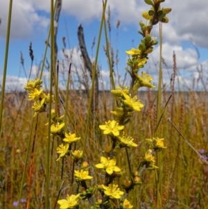 Asterolasia trymalioides subsp. areniticola at Sassafras, NSW - suppressed