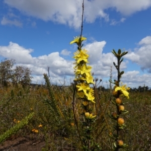 Asterolasia trymalioides subsp. areniticola at Sassafras, NSW - suppressed