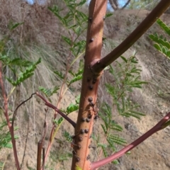 Coccidae sp. (family) (Unidentified coccid scale insect) at Kambah, ACT - 15 Jul 2023 by HelenCross