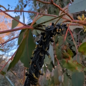 Perga sp. (genus) at Stromlo, ACT - 14 Jul 2023