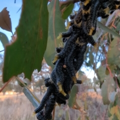 Perga sp. (genus) at Stromlo, ACT - 14 Jul 2023 04:50 PM