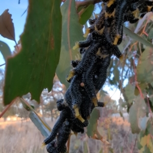 Perga sp. (genus) at Stromlo, ACT - 14 Jul 2023 04:50 PM