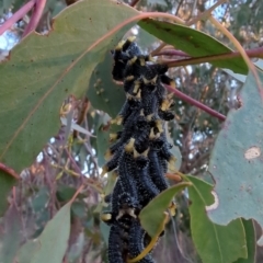 Perga sp. (genus) at Stromlo, ACT - 14 Jul 2023