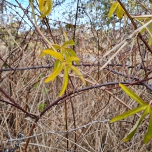 Passiflora caerulea at Garran, ACT - 15 Jul 2023 12:42 PM