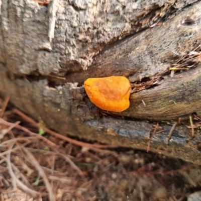 Trametes coccinea (Scarlet Bracket) at O'Malley, ACT - 15 Jul 2023 by Mike