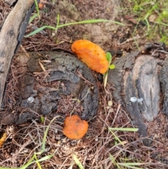 Trametes coccinea at O'Malley, ACT - 15 Jul 2023 12:35 PM