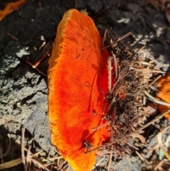 Trametes coccinea at O'Malley, ACT - 15 Jul 2023