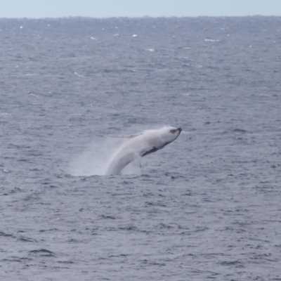 Megaptera novaeangliae (Humpback Whale) at Point Lookout, QLD - 12 Jul 2023 by TimL