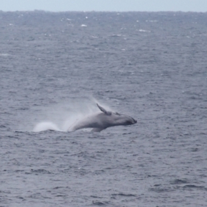 Megaptera novaeangliae at Point Lookout, QLD - 12 Jul 2023 12:37 PM