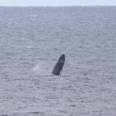 Megaptera novaeangliae at Point Lookout, QLD - 12 Jul 2023 12:37 PM