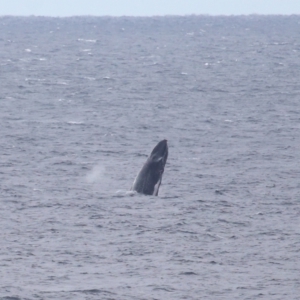 Megaptera novaeangliae at Point Lookout, QLD - 12 Jul 2023 12:37 PM