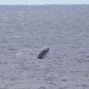 Megaptera novaeangliae at Point Lookout, QLD - 12 Jul 2023 12:37 PM