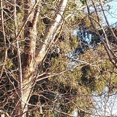 Myiagra inquieta (Restless Flycatcher) at Wirlinga, NSW - 14 Jul 2023 by RobCook