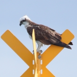 Pandion haliaetus at Dunwich, QLD - 12 Jul 2023