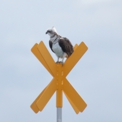 Pandion haliaetus at Dunwich, QLD - suppressed