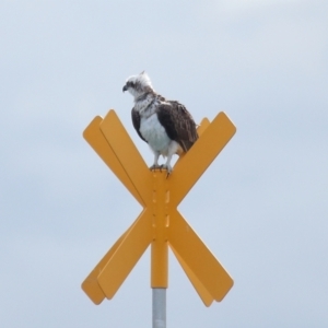 Pandion haliaetus at Dunwich, QLD - 12 Jul 2023