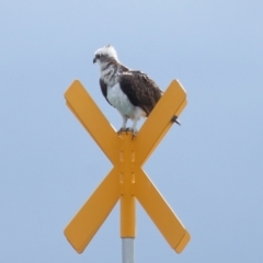 Pandion haliaetus at Dunwich, QLD - 12 Jul 2023