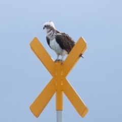Pandion haliaetus at Dunwich, QLD - suppressed