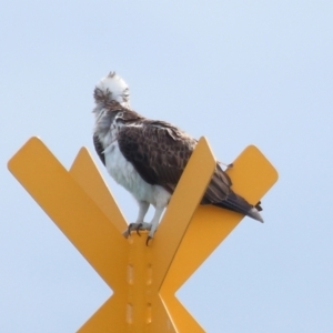 Pandion haliaetus at Dunwich, QLD - 12 Jul 2023