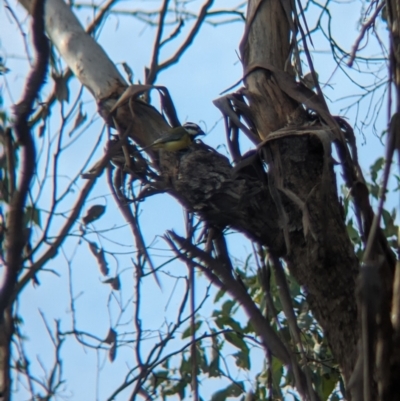 Falcunculus frontatus (Eastern Shrike-tit) at Albury - 15 Jul 2023 by Darcy