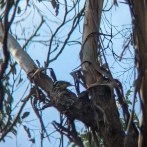 Falcunculus frontatus at Table Top, NSW - 15 Jul 2023