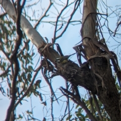 Falcunculus frontatus at Table Top, NSW - 15 Jul 2023