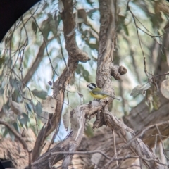 Falcunculus frontatus (Eastern Shrike-tit) at Nine Mile Reserve - 15 Jul 2023 by Darcy