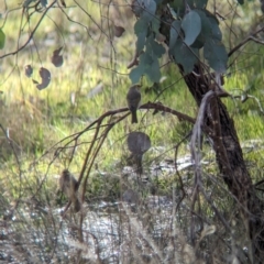 Ptilotula penicillata (White-plumed Honeyeater) at Albury - 15 Jul 2023 by Darcy