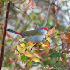 Neochmia temporalis (Red-browed Finch) at Higgins, ACT - 15 Jul 2023 by Untidy