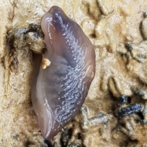 Deroceras sp. (genus) at Forde, ACT - 15 Jul 2023