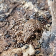 Crinia sp. (genus) (A froglet) at Forde, ACT - 15 Jul 2023 by Bioparticles