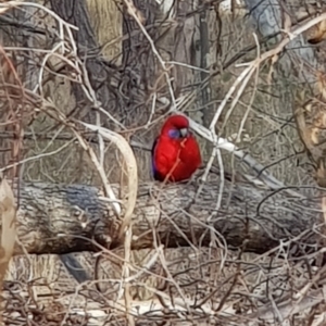 Platycercus elegans at Forde, ACT - 15 Jul 2023