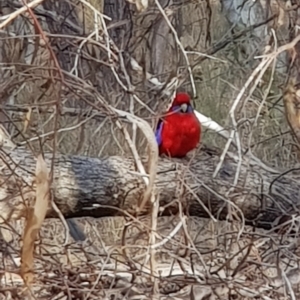 Platycercus elegans at Forde, ACT - 15 Jul 2023