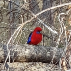 Platycercus elegans at Forde, ACT - 15 Jul 2023