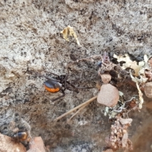 Latrodectus hasselti at Forde, ACT - 15 Jul 2023 03:29 PM