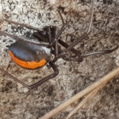 Latrodectus hasselti at Forde, ACT - 15 Jul 2023