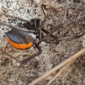 Latrodectus hasselti at Forde, ACT - 15 Jul 2023 03:29 PM