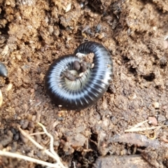 Diplopoda (class) (Unidentified millipede) at Mulligans Flat - 15 Jul 2023 by Bioparticles