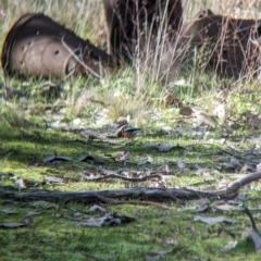 Petroica phoenicea at Table Top, NSW - 15 Jul 2023 01:58 PM