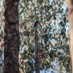 Petroica phoenicea at Table Top, NSW - 15 Jul 2023 01:58 PM