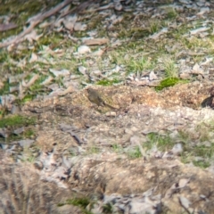 Caligavis chrysops (Yellow-faced Honeyeater) at Nine Mile Reserve - 15 Jul 2023 by Darcy