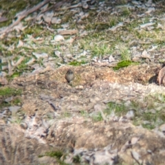 Caligavis chrysops at Table Top, NSW - 15 Jul 2023 02:00 PM