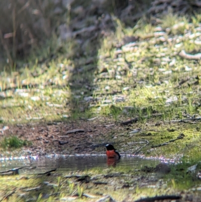 Petroica boodang (Scarlet Robin) at Table Top, NSW - 15 Jul 2023 by Darcy